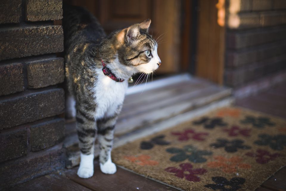 Cat escaping outside front door near a door mat.
