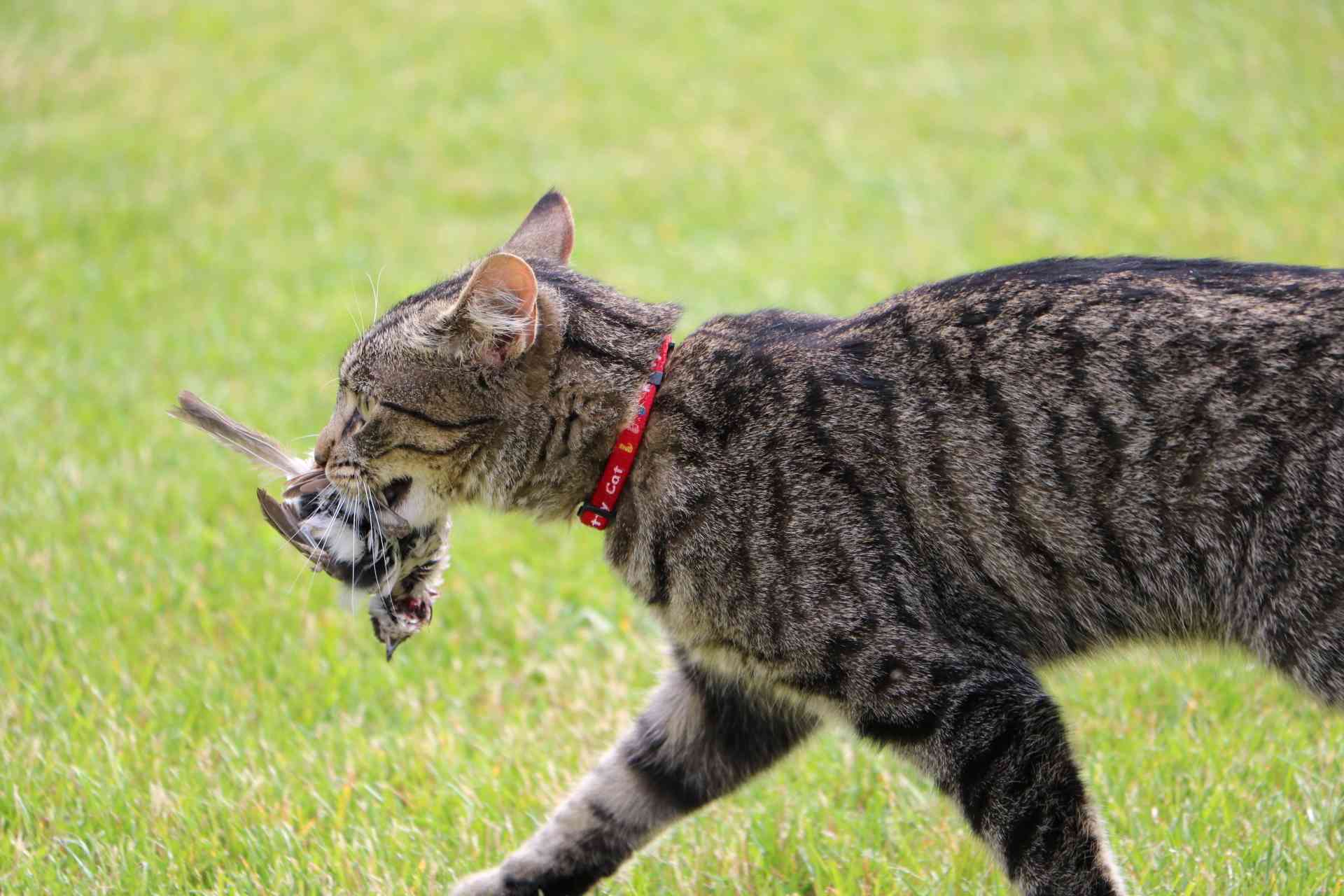 Cat carrying prey in its mouth across a grassy field