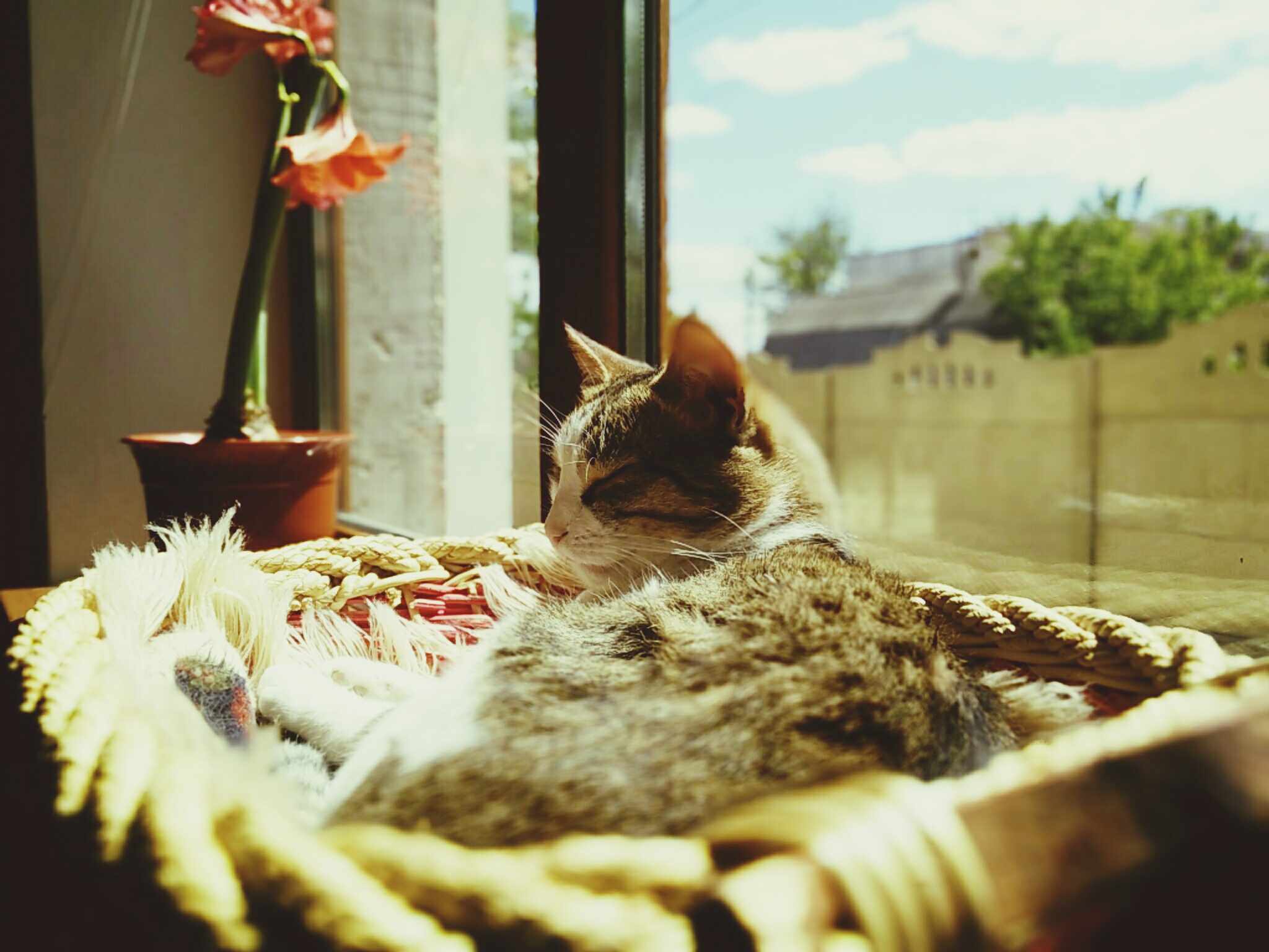 Cat sleeping in a basket by a glass window