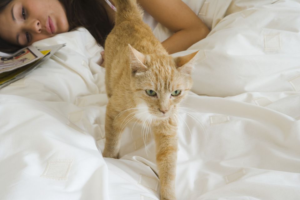Young woman lying on bed by cat