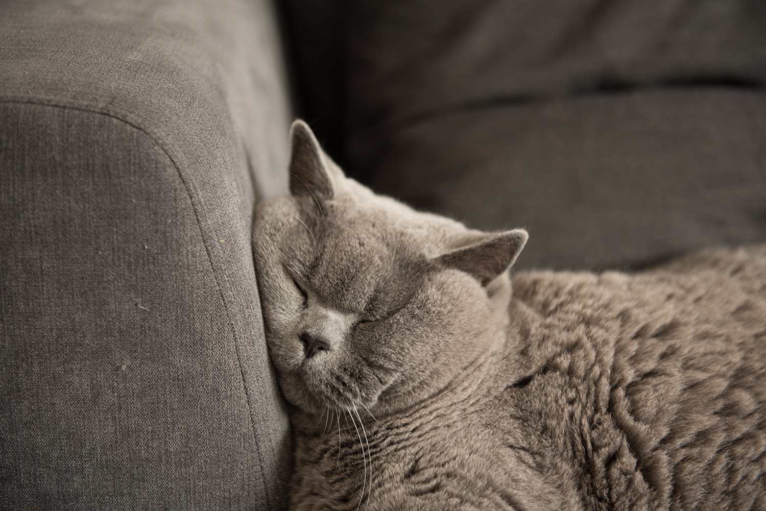 Close up of British Short Hair cat sleeping on couch