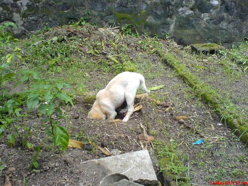 Dog Digging Hole In Backyard