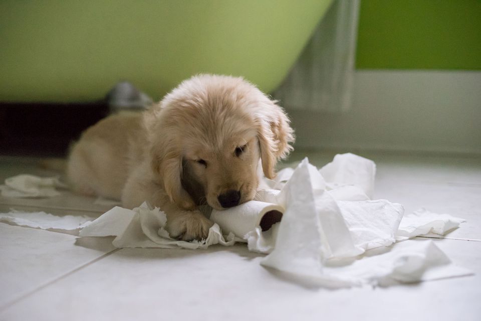 Puppy eating toilet paper