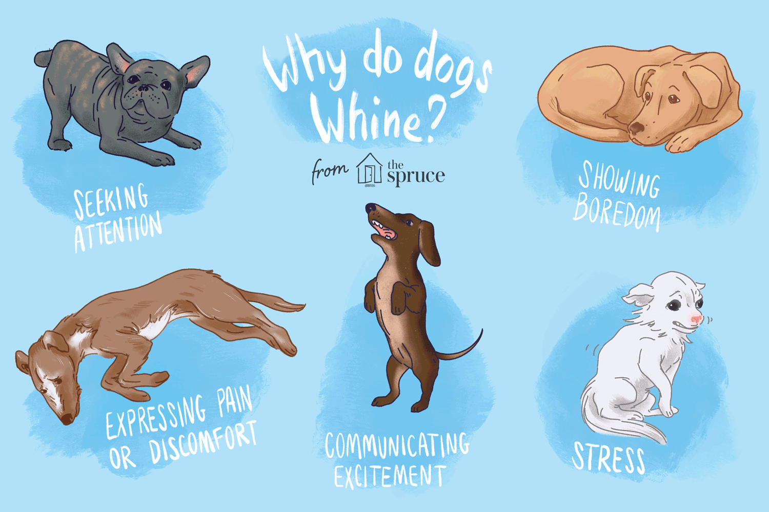 why dogs whine illustration