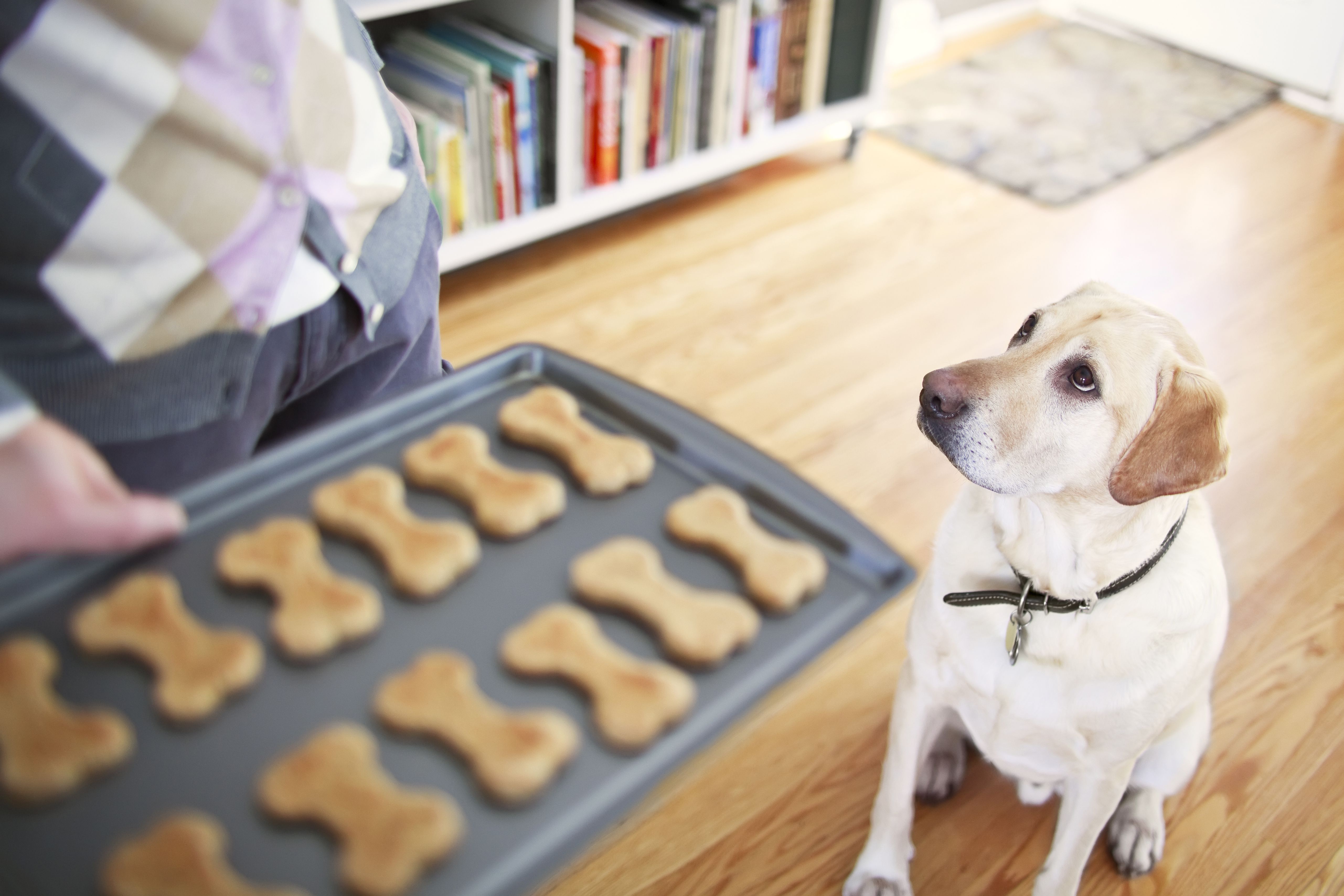 Yellow Labrador Retriever begging for homemade dog biscuit, Winnipeg, Manitoba