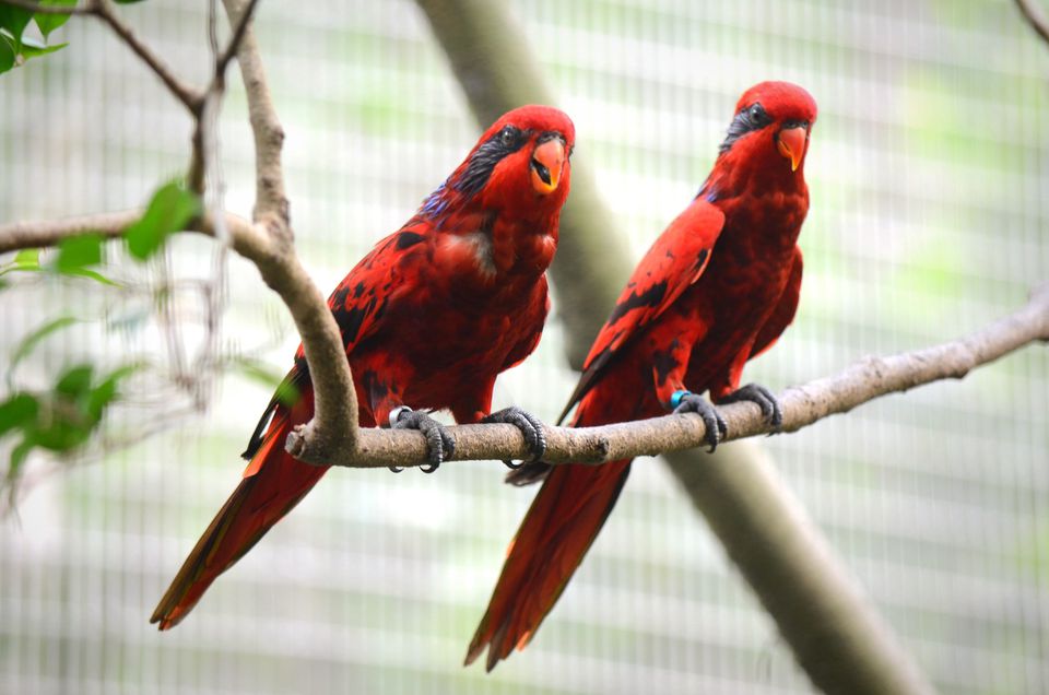 red lories