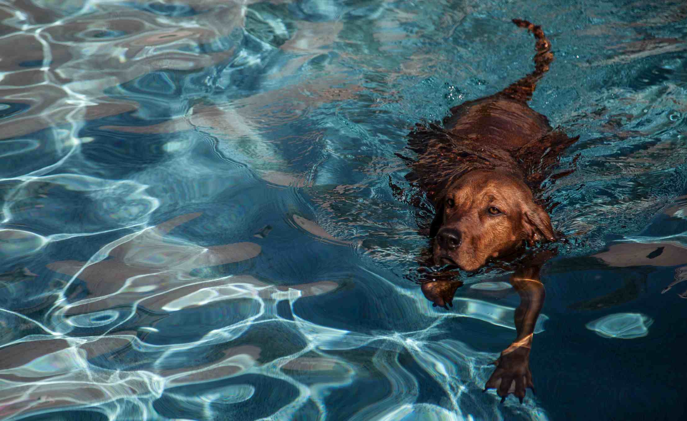 Redbone Coonhound swimming