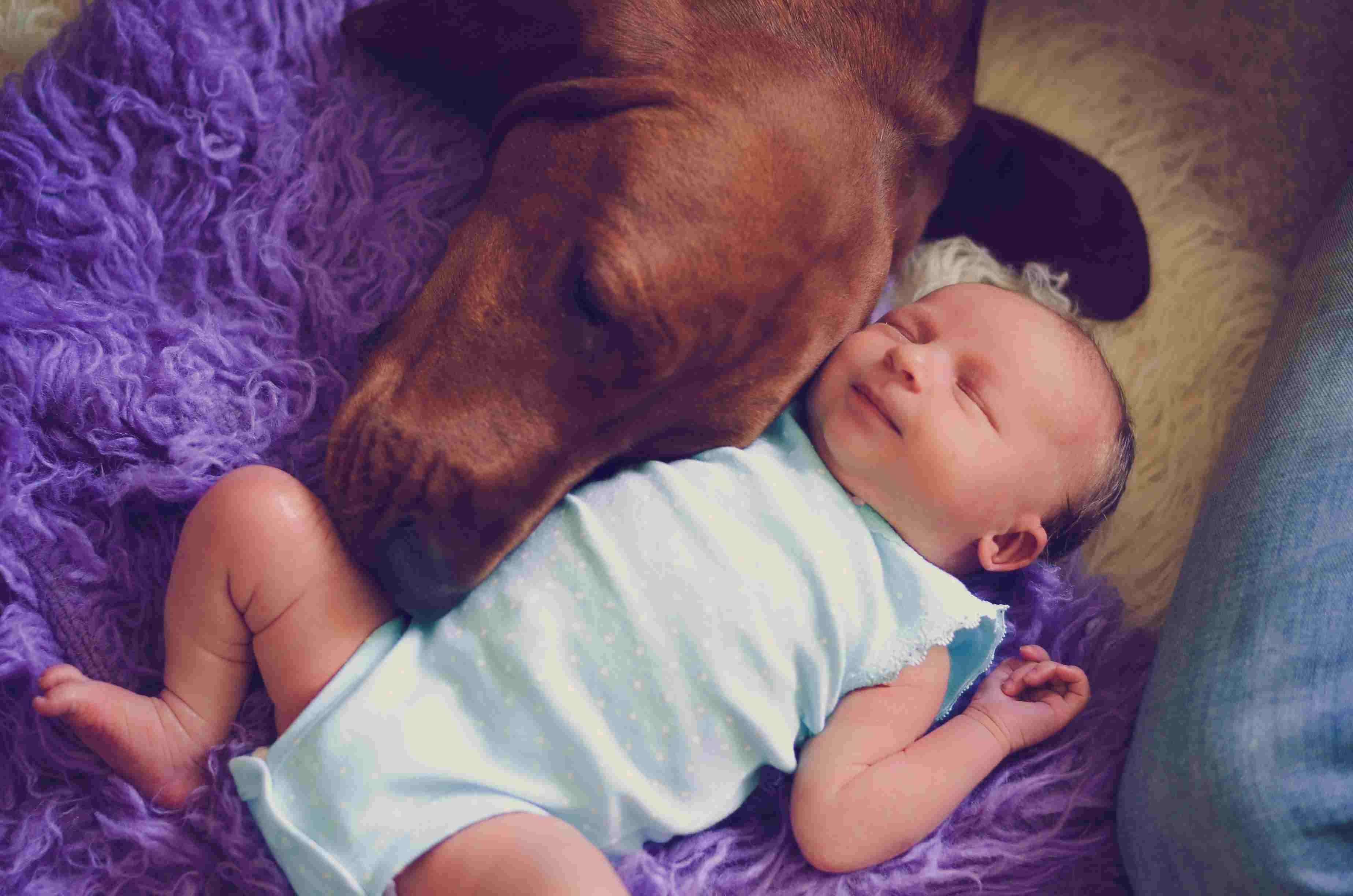 Redbone Coonhound dog sleeping with baby