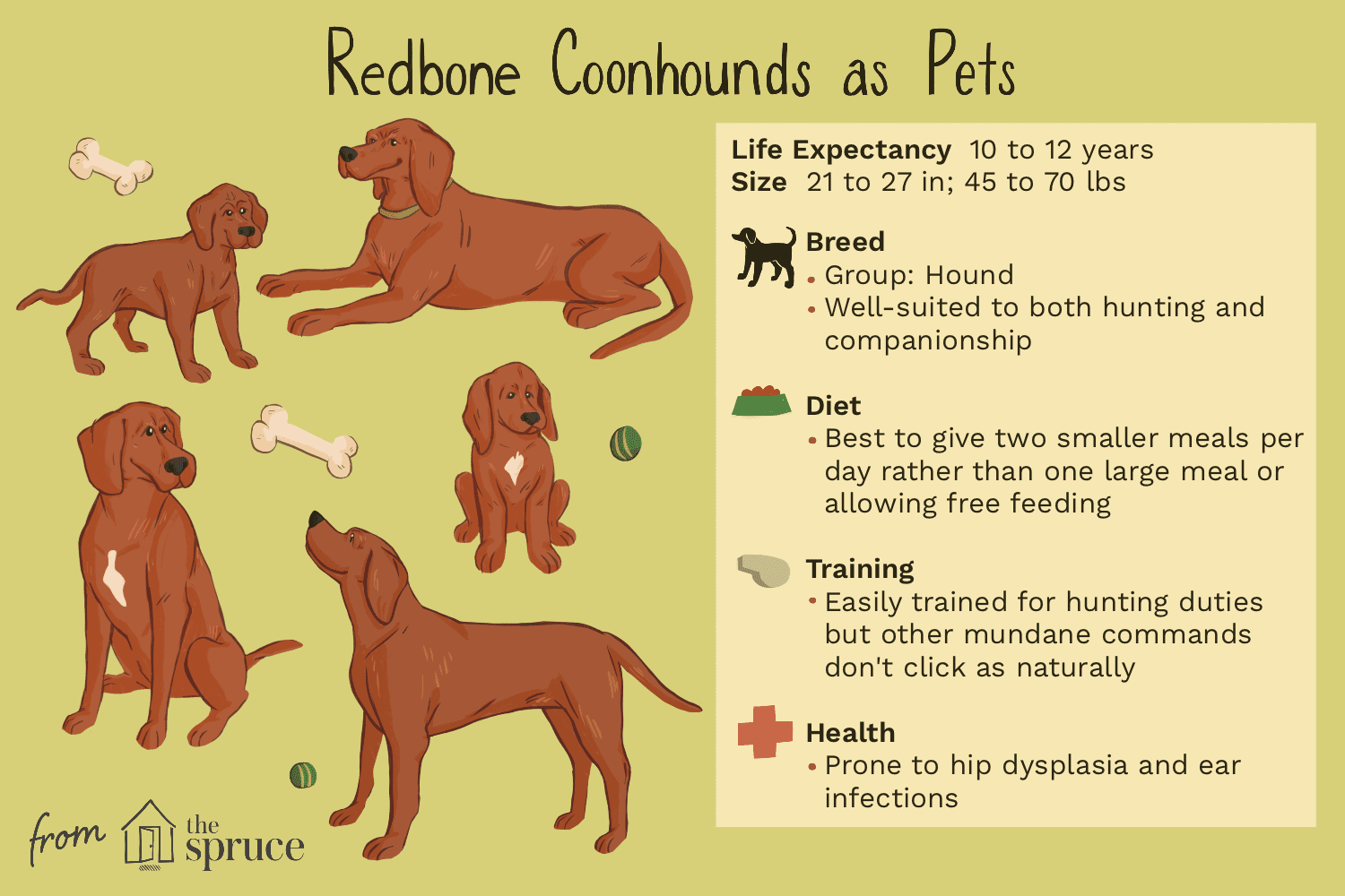 redbone coonhounds as pets illustration