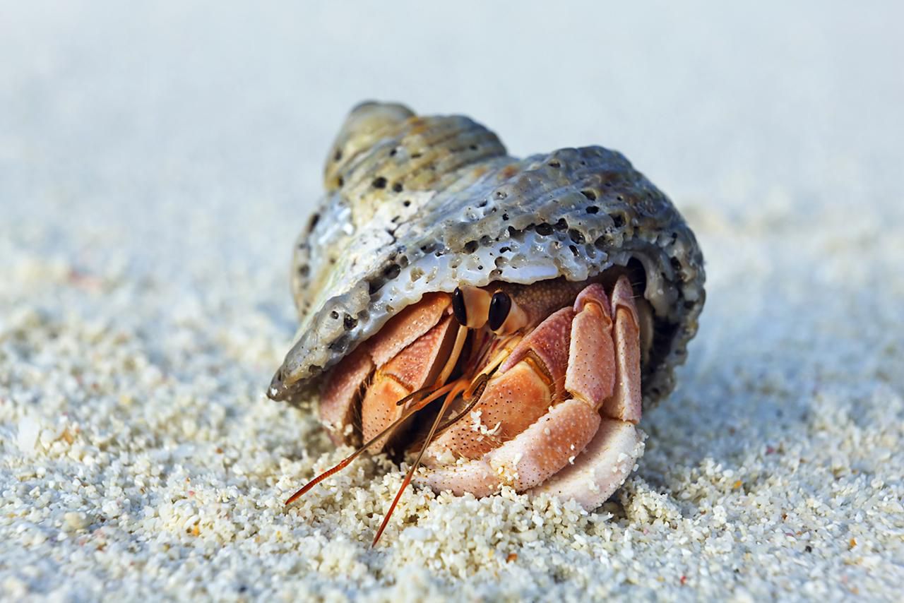 Hermit crab - Asia, Maldives, Baa Atoll, Kunfunadhoo (Soneva Fushi)