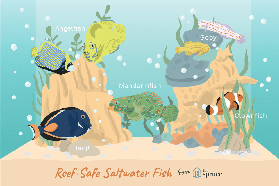 illustration of reef-safe saltwater fish