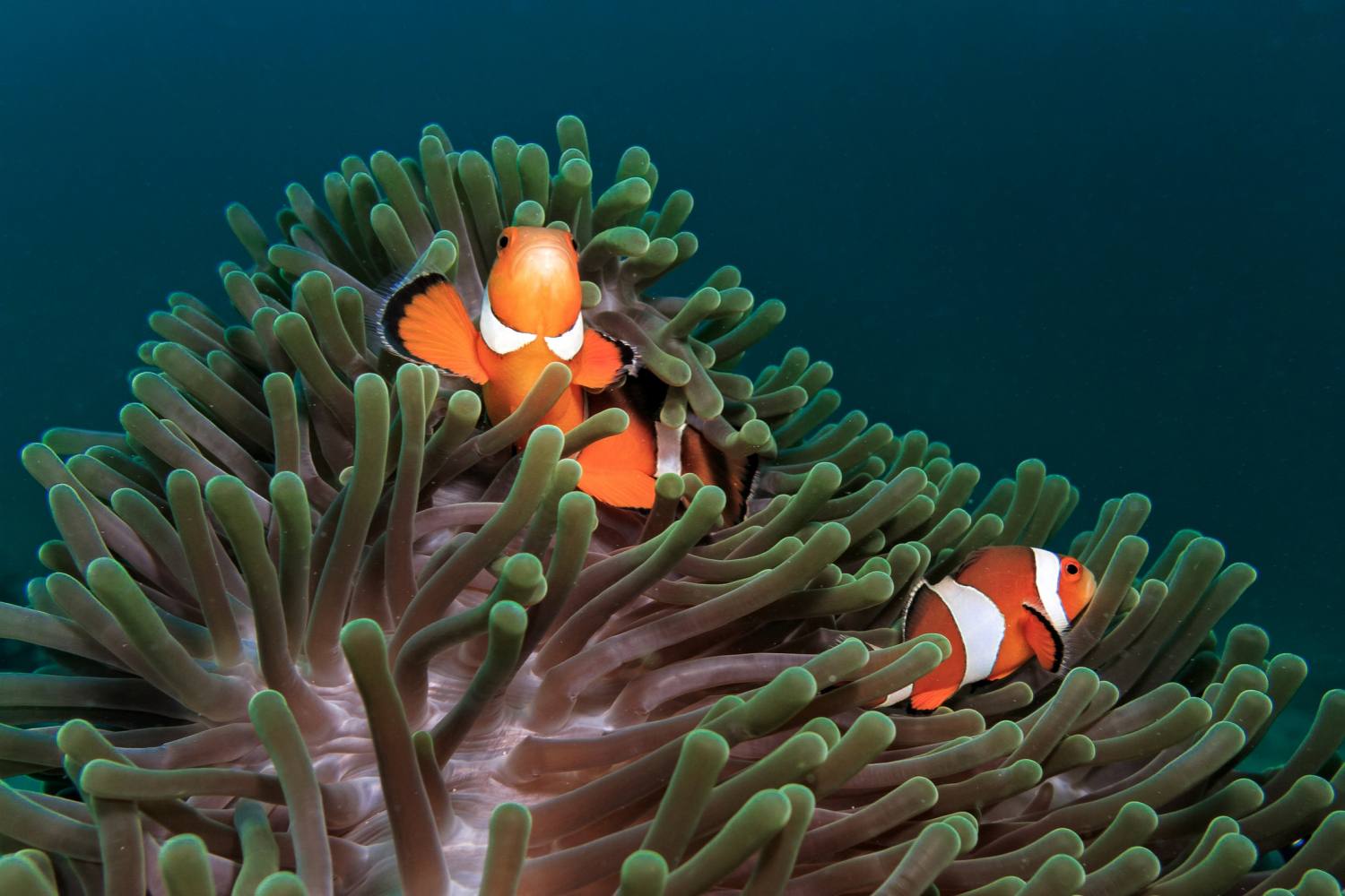 Ocellaris Clownfish and Anemone