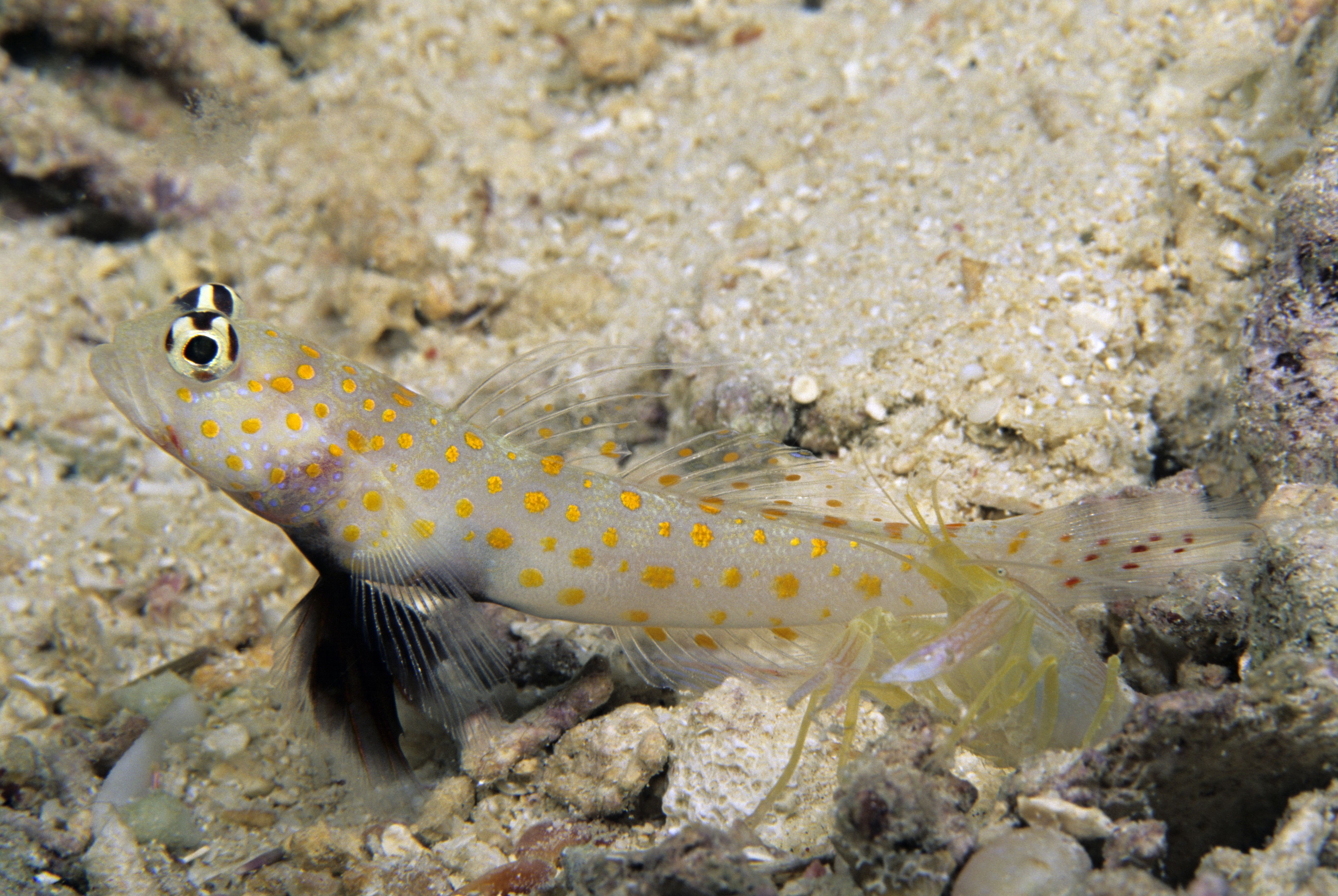 Symbiosis between blind Shrimp, Alpheus sp., and Spotted Shrimp Goby, Amblyeleotris guttata. Shrimp maintains burrow and keeps antenna on Goby to monitor movement as the latter acts as watchdog, Christines Reef, Kimbe Bay, PNG