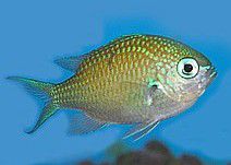 Blue Green Chromis in midwater