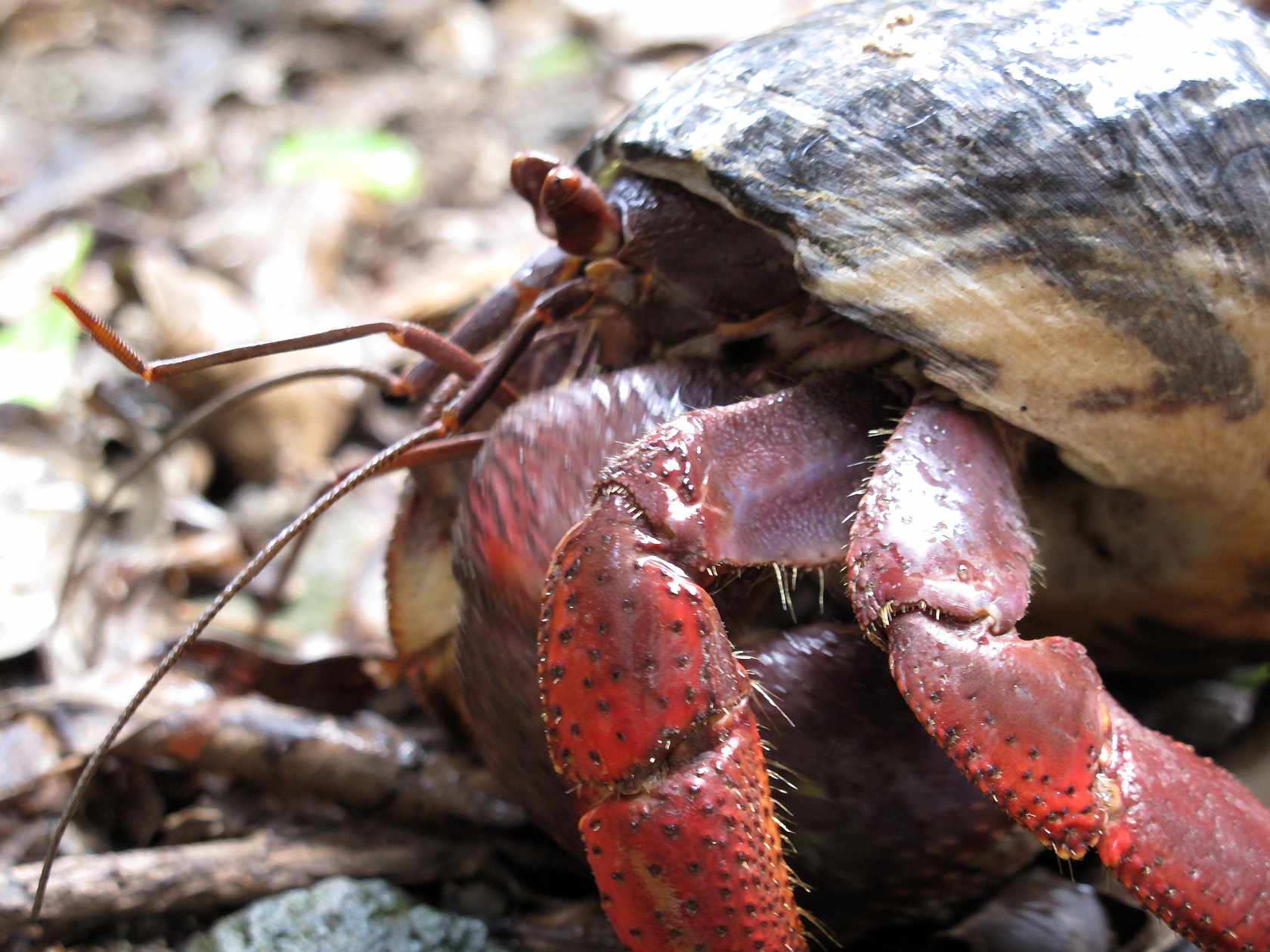 Close-up of a hermit crab