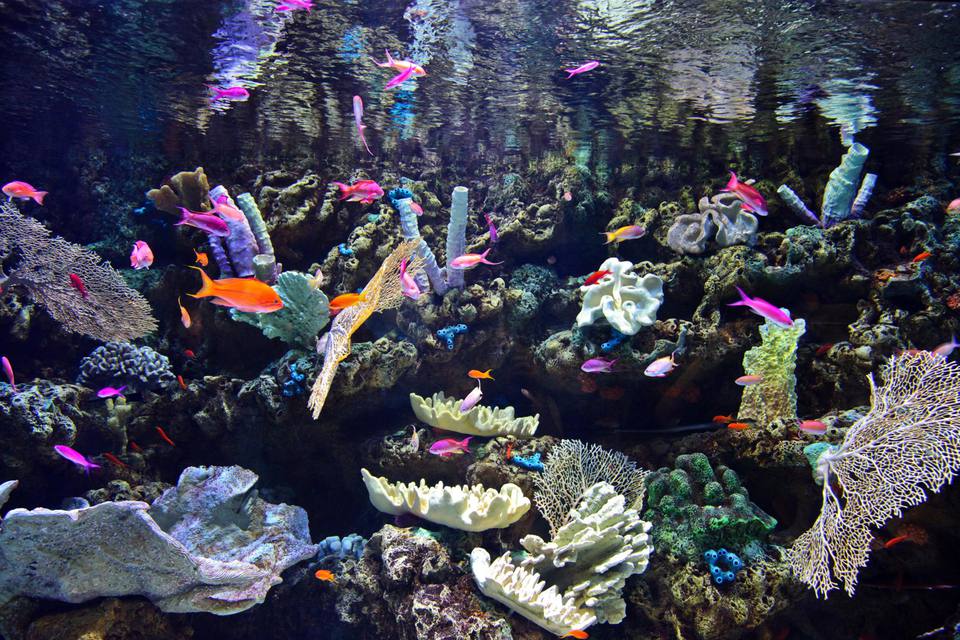 Colorful Tropical Fish and Coral In Tank Aquarium