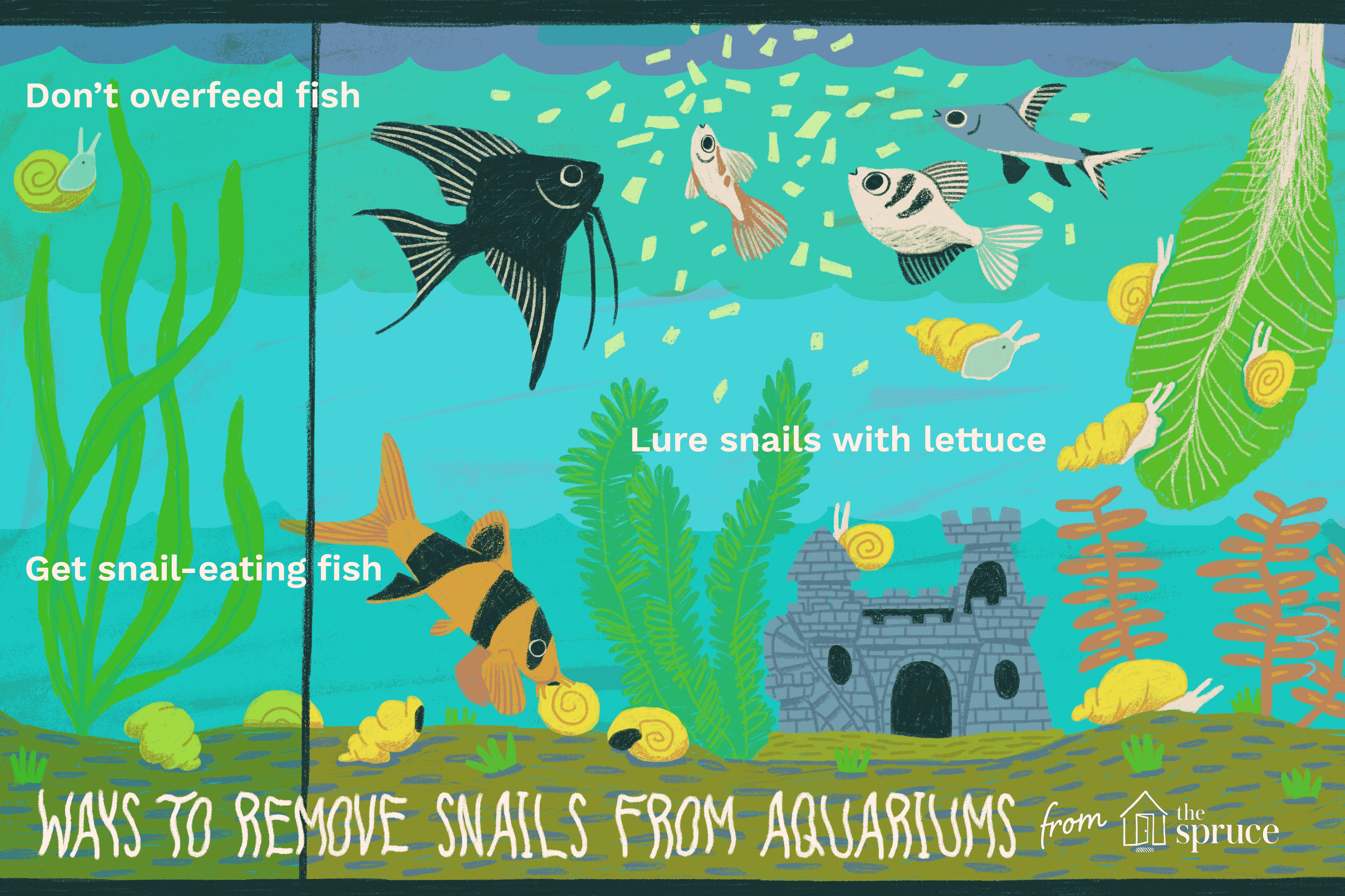 Illustration of ways to remove snails from aquariums