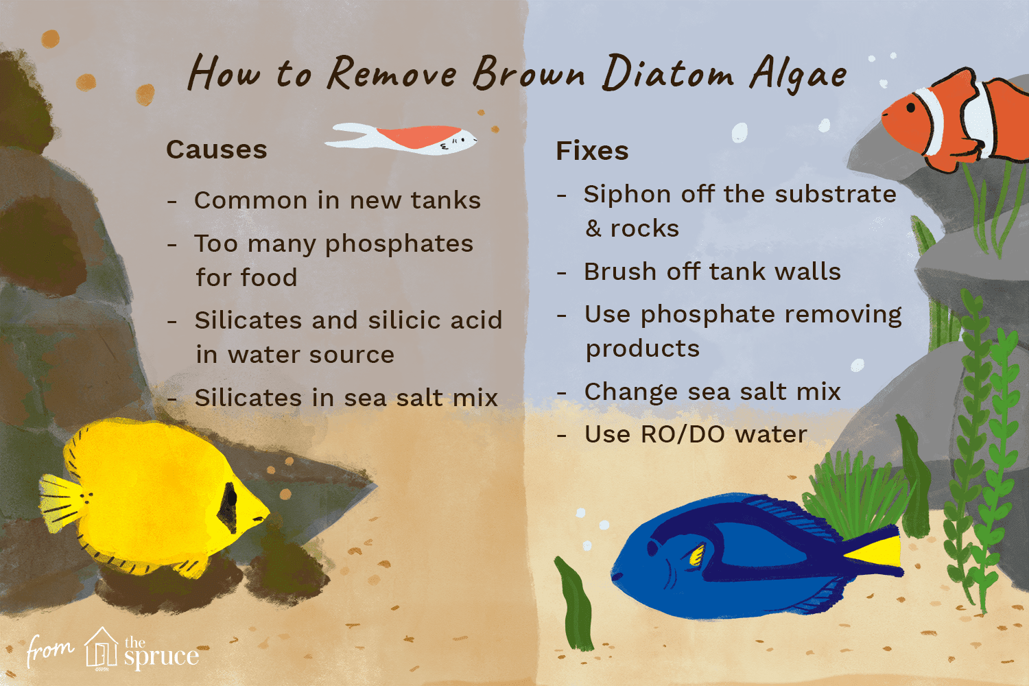 illustration of how to remove brown diatom algae from aquariums