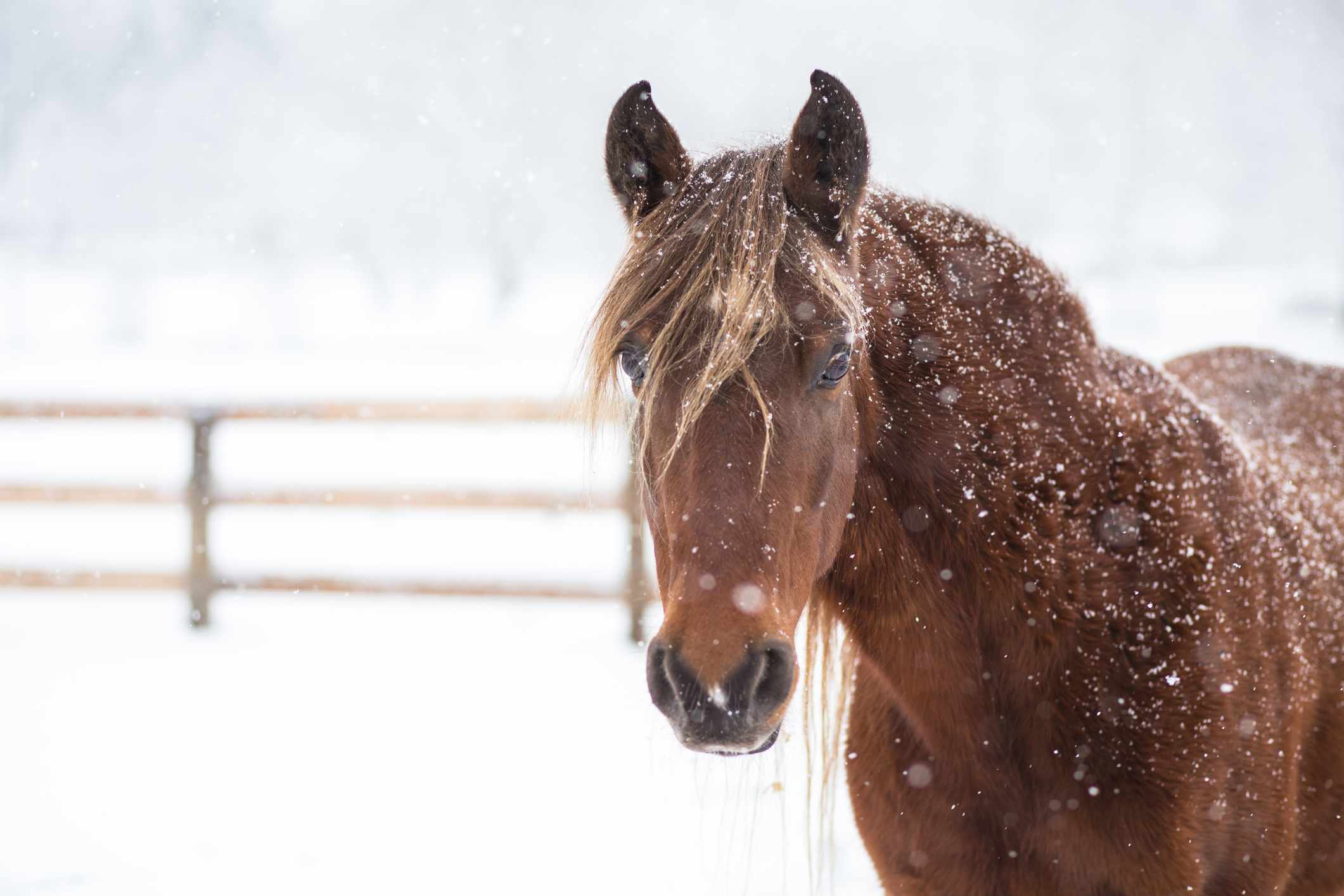 Chestnut Rocky Mountain Horse in the snow