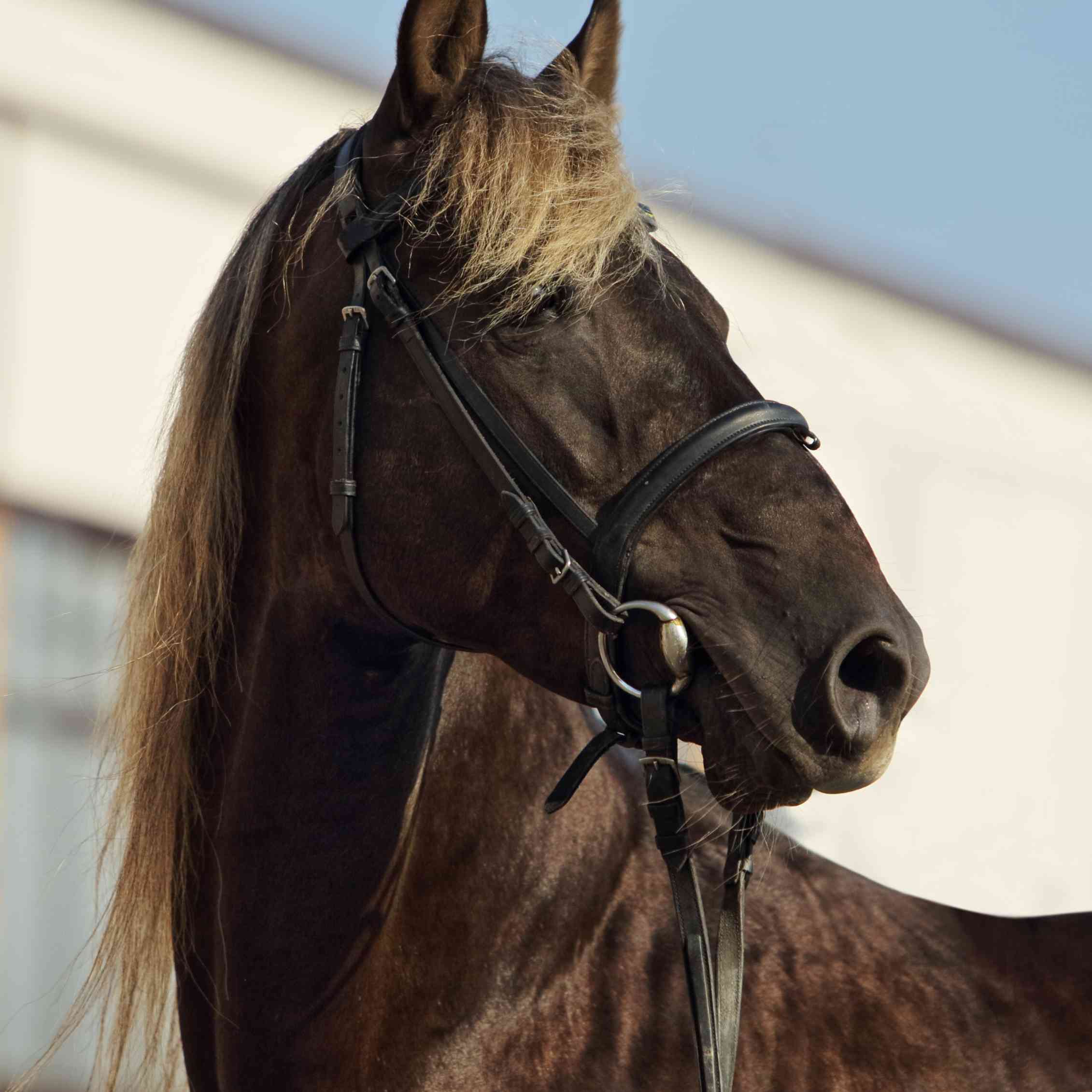 Rocky Mountain Horse wearing an English bridle