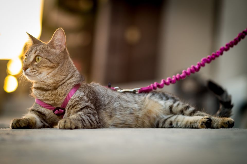Close-Up Of Cat on leash