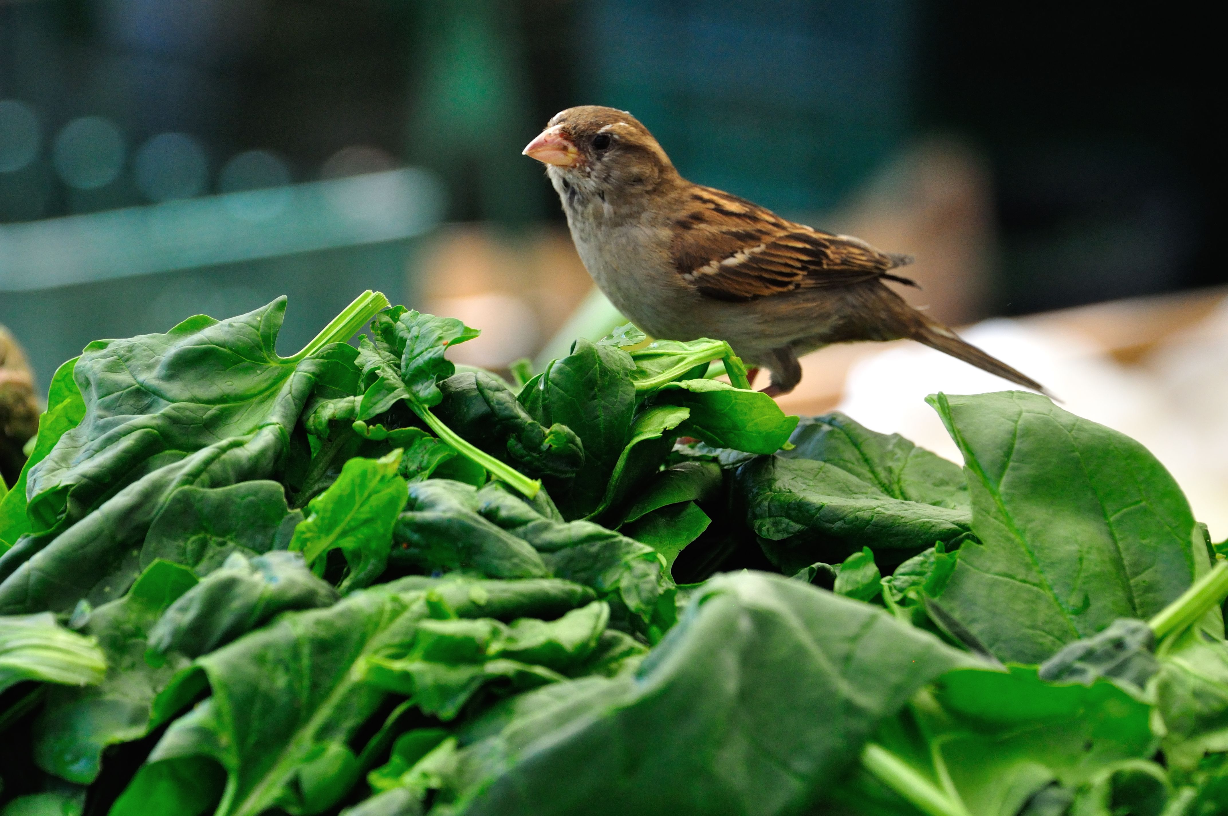 A sparrow contemplating a pile of spinach