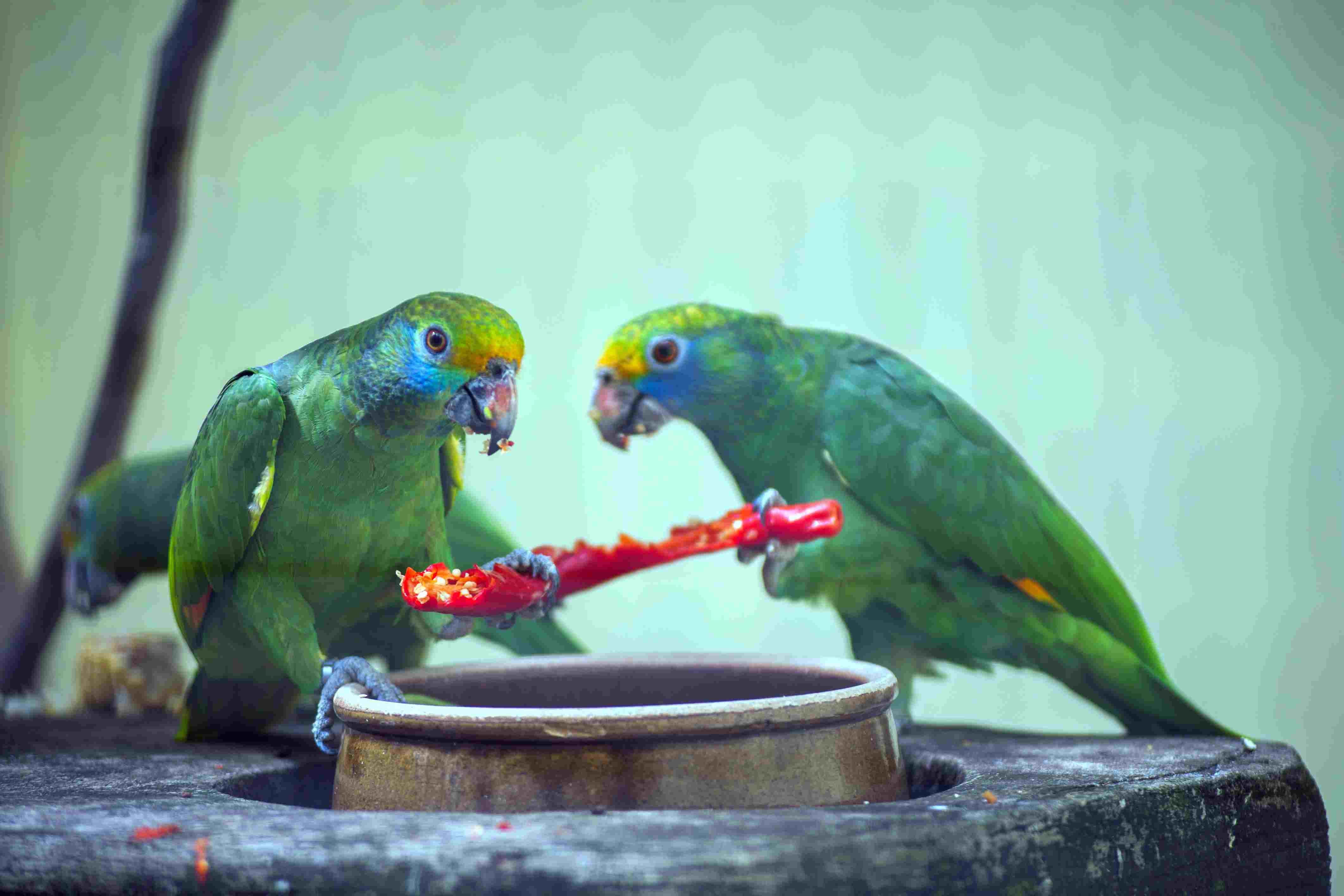 Parrots eating a chili pepper in cage