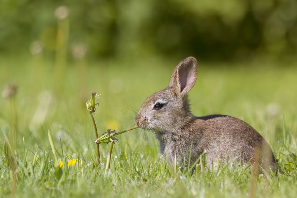 Young European rabbit chewing on a plant