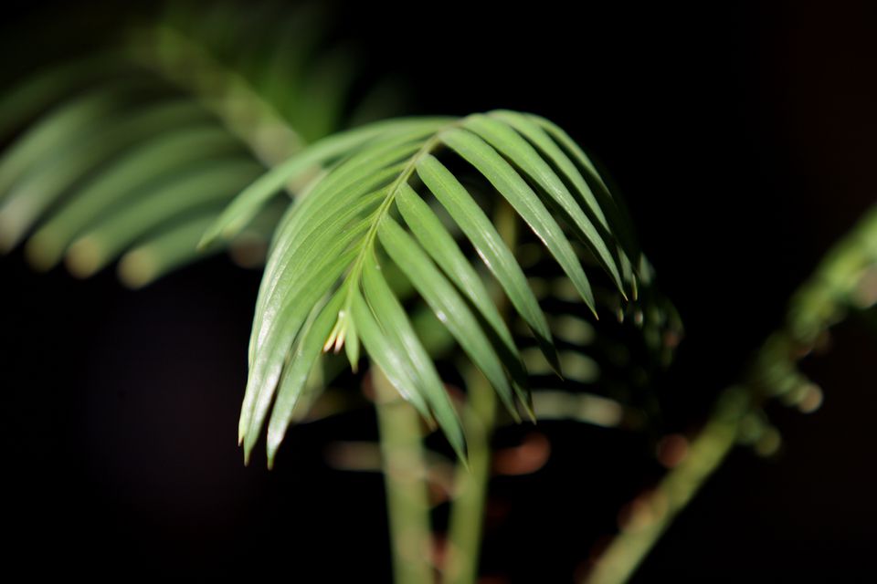 Sago palm leaf