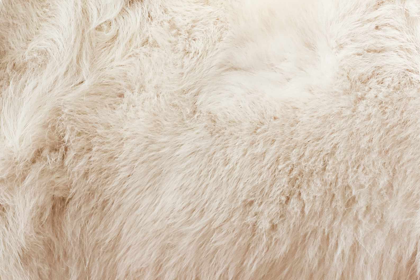 Closeup of a Samoyed's fur