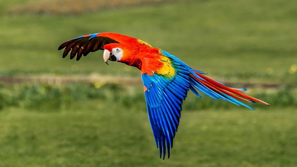 Scarlet Macaw flying over grassy area