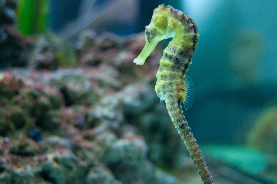Seahorse in fish tank