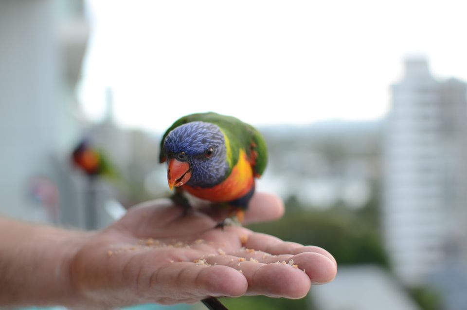 Rainbow lorikeet eating from a person's hand