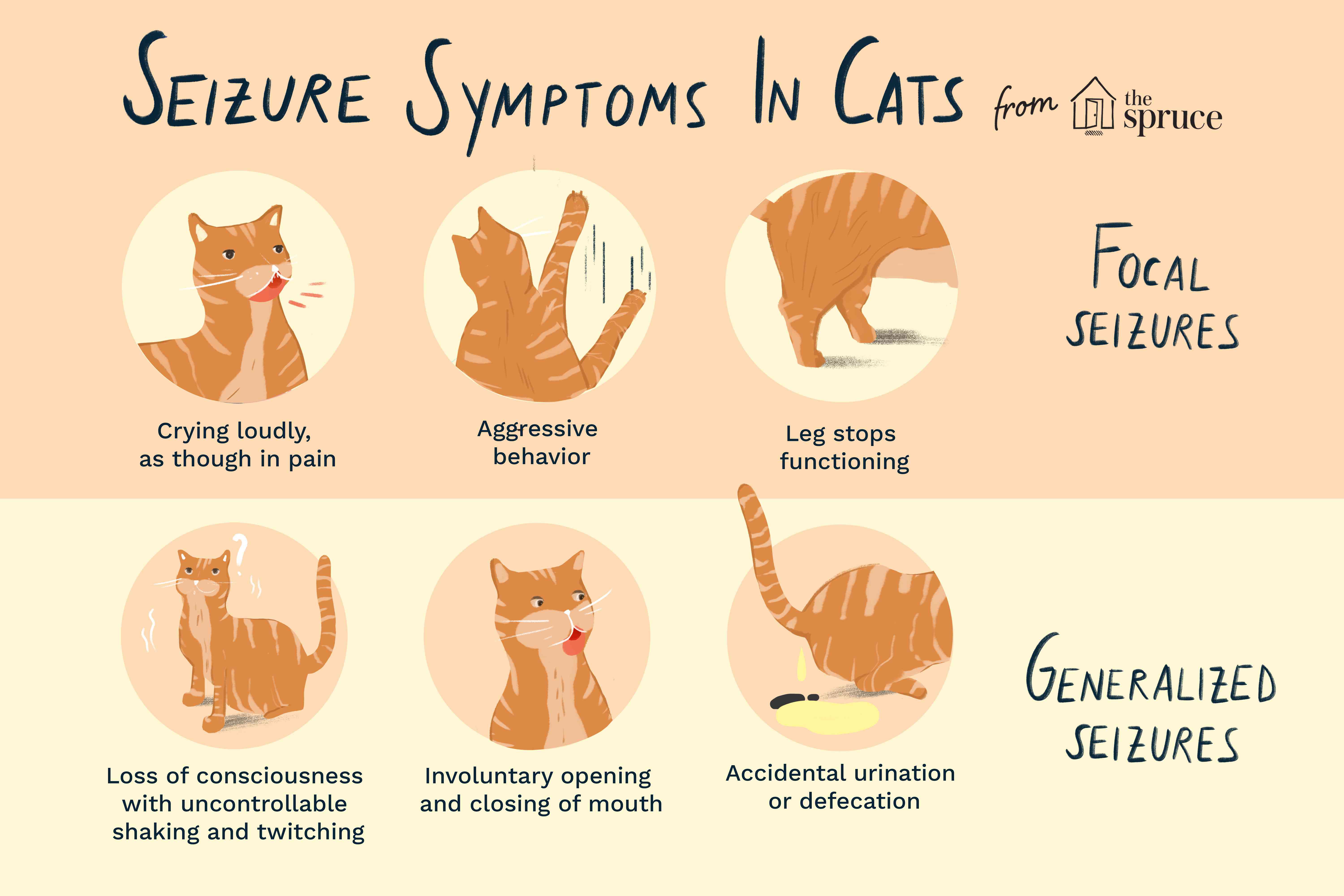 seizure symptoms in cats illustration
