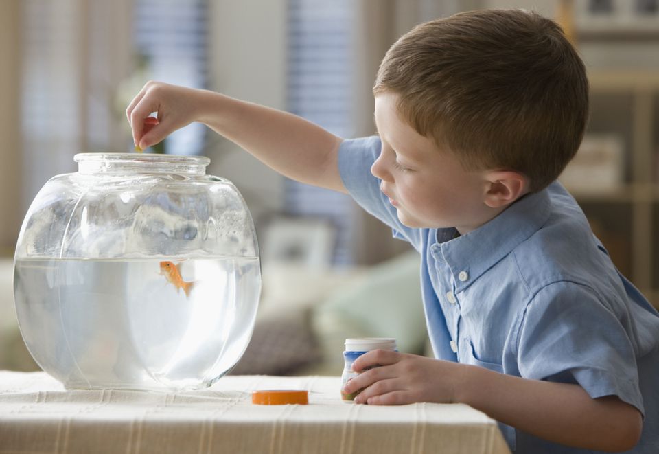 Boy feeding fish in fish bowl