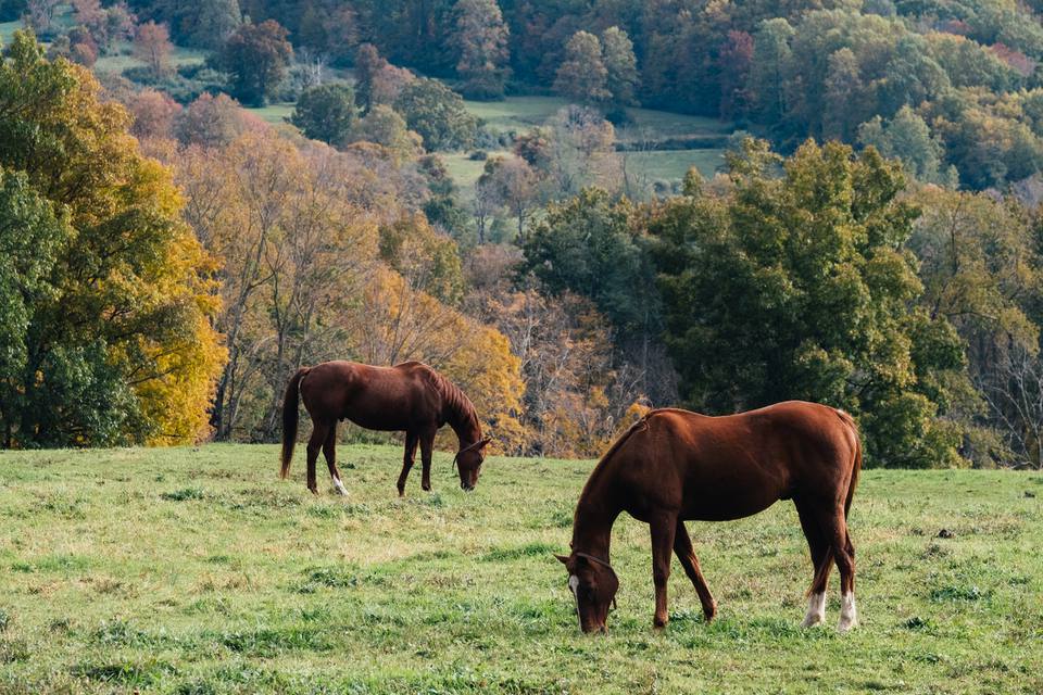 Horses grazing in autumn