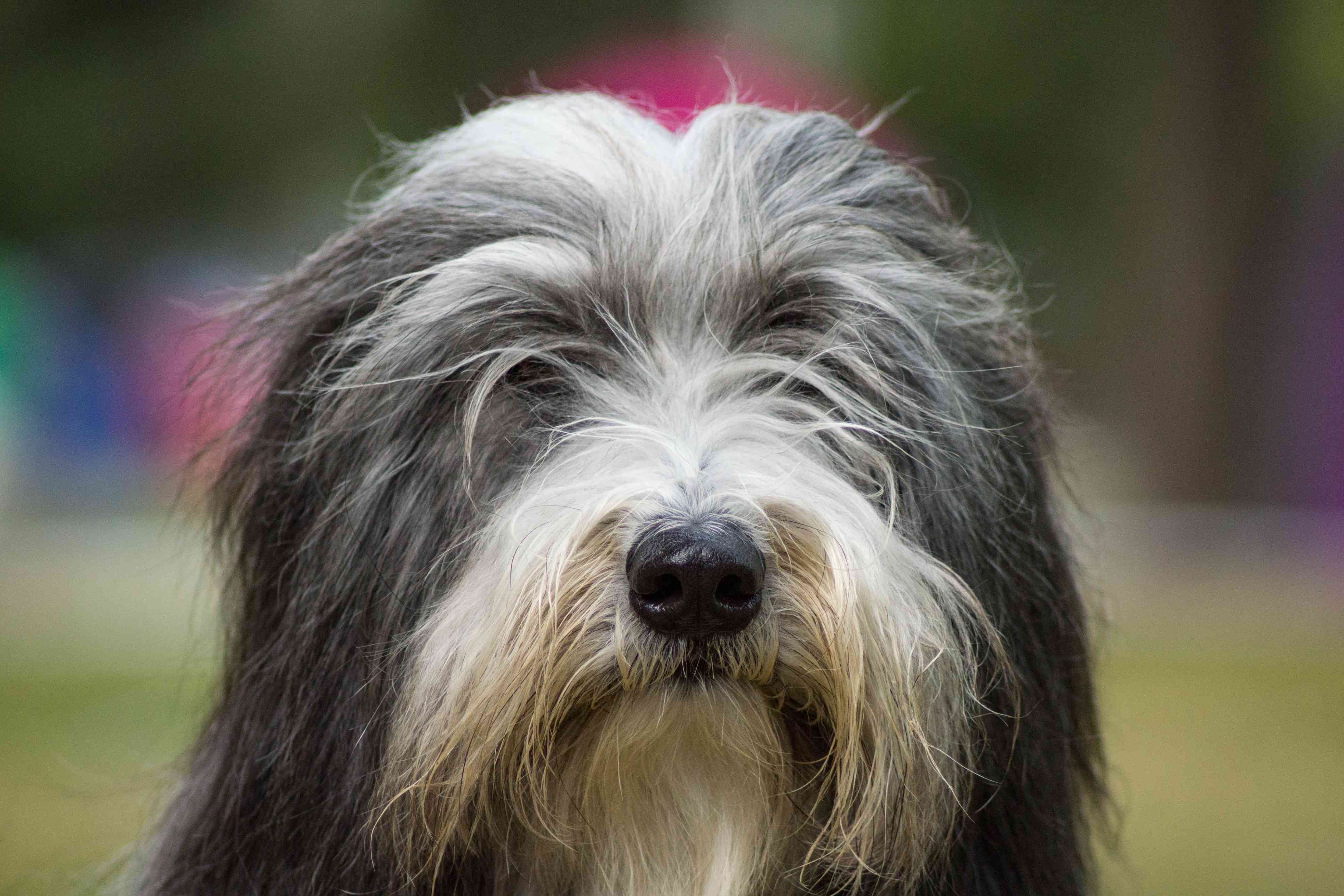 A close-up of a bearded collie