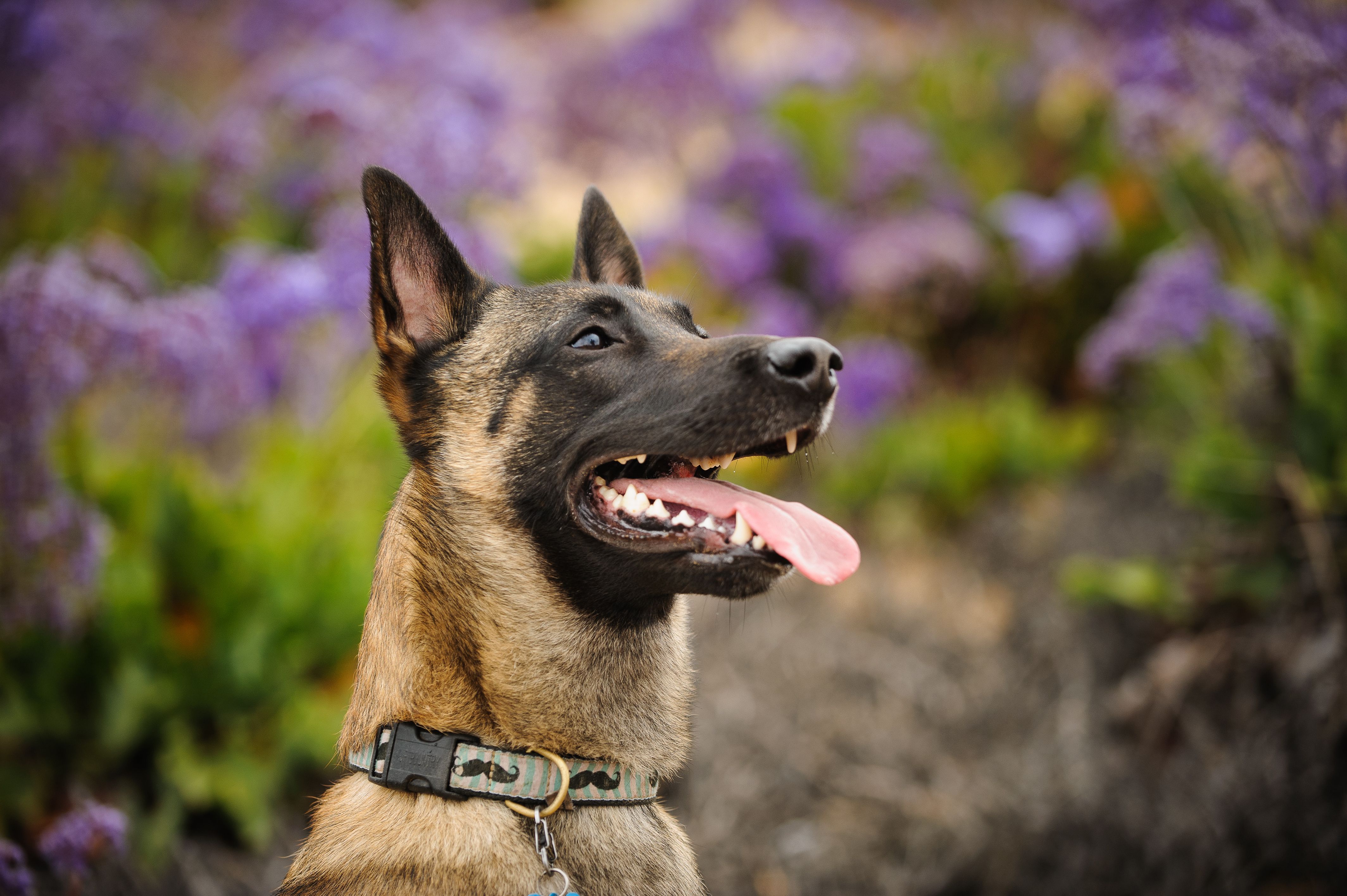 Belgian Malinois with flowers in the background