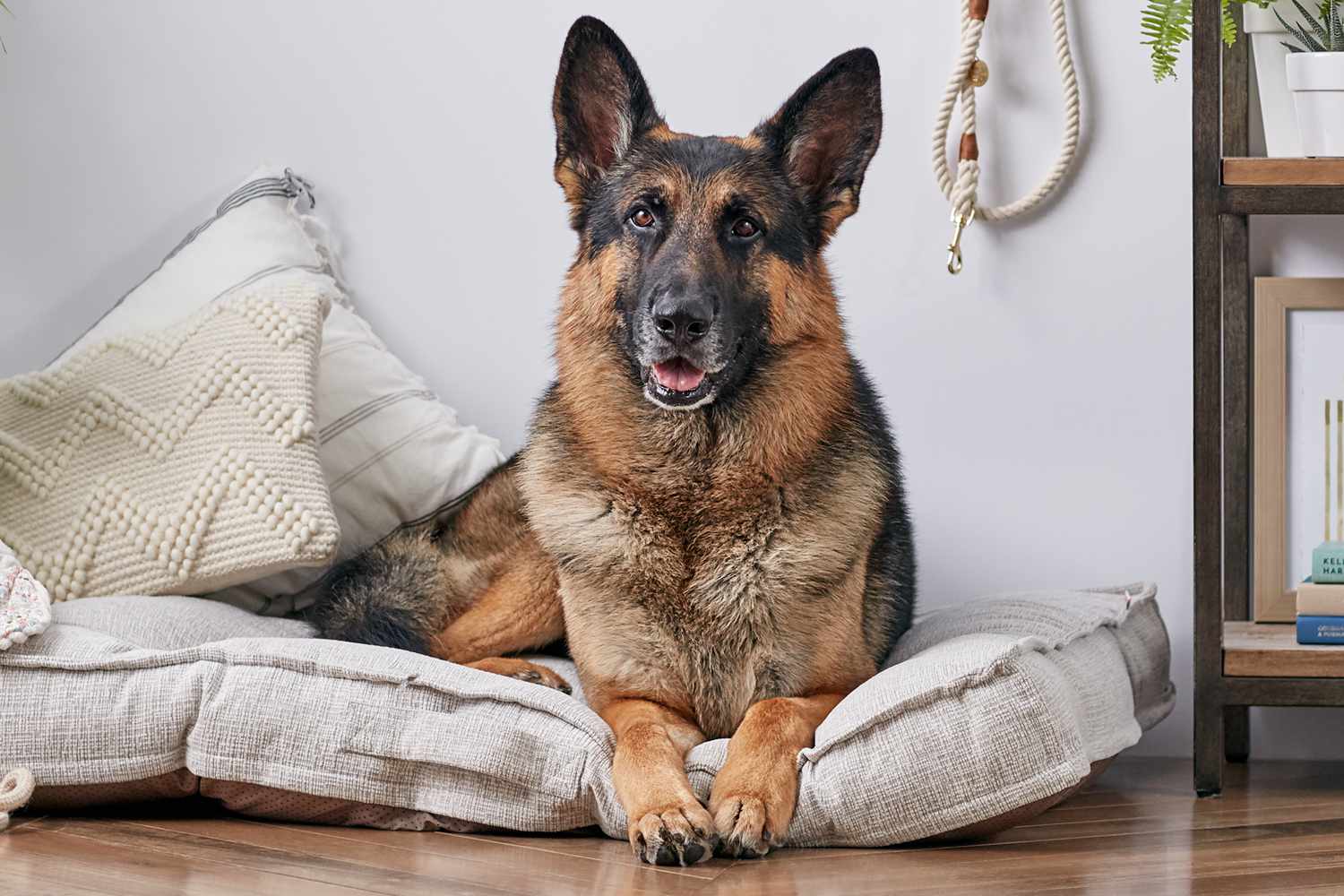 A German Shepherd on a dog bed