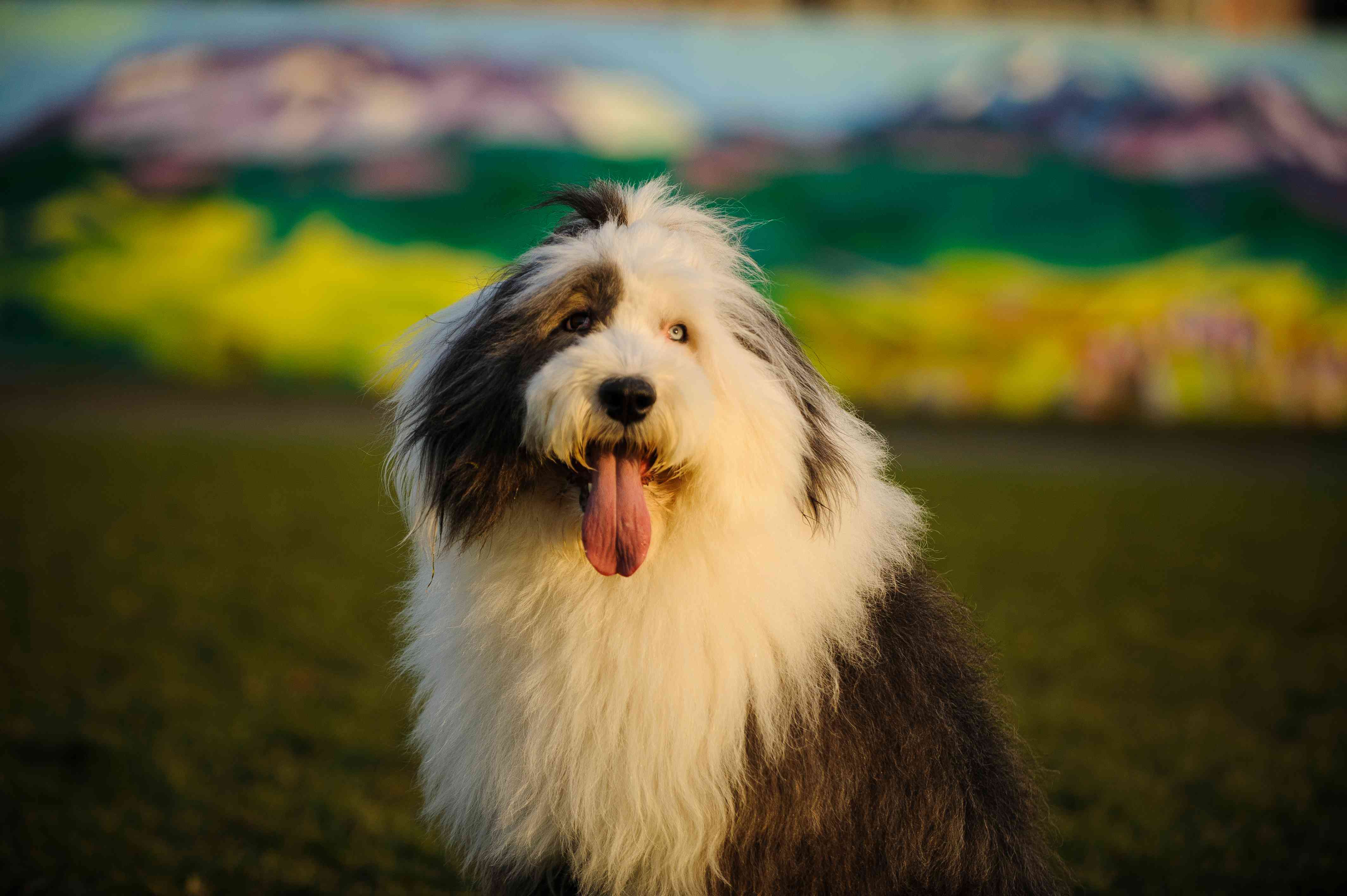 Old English sheepdog with its tongue out