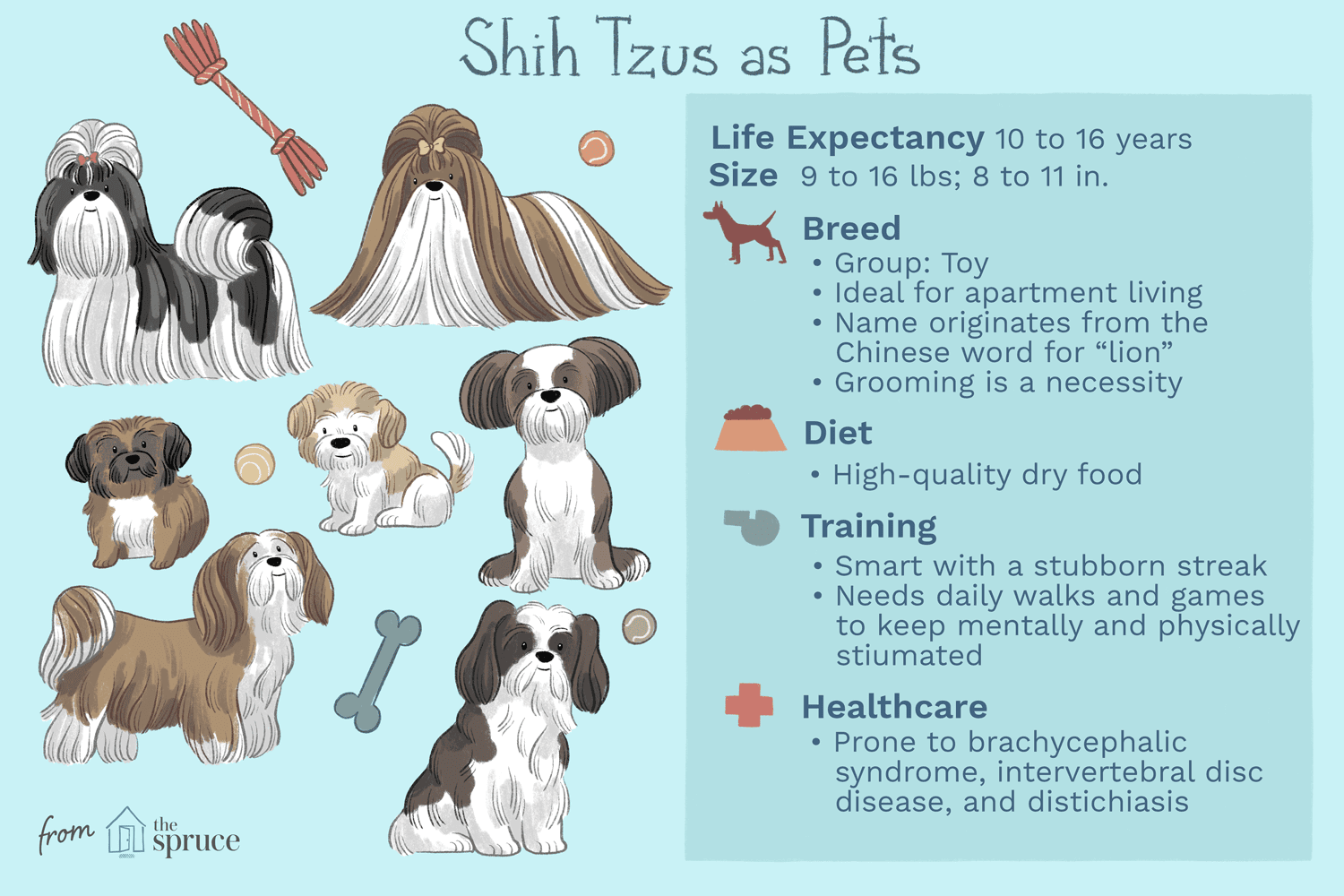 shih tzus as pets illustration