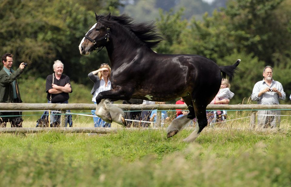 shire horse running in field