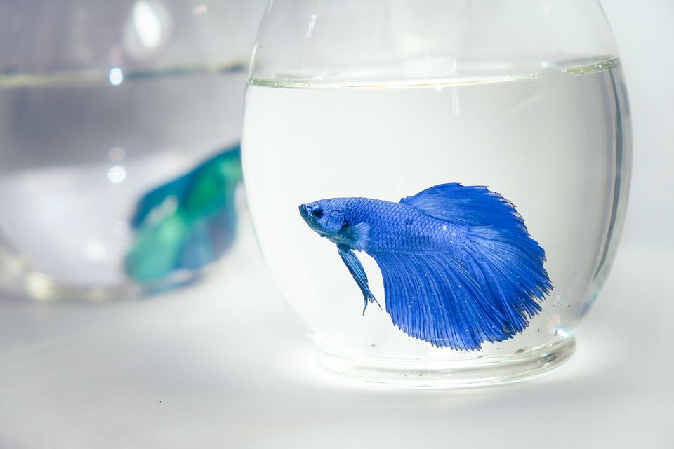 Close-Up Of Siamese Fighting Fish In Fishbowls Against White Background