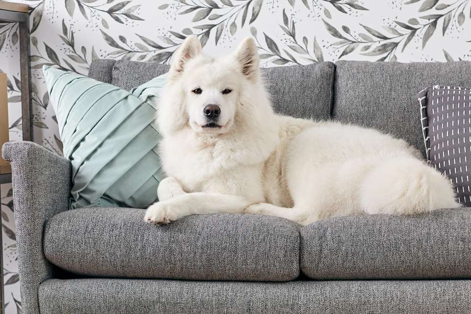 A Samoyed on a sofa