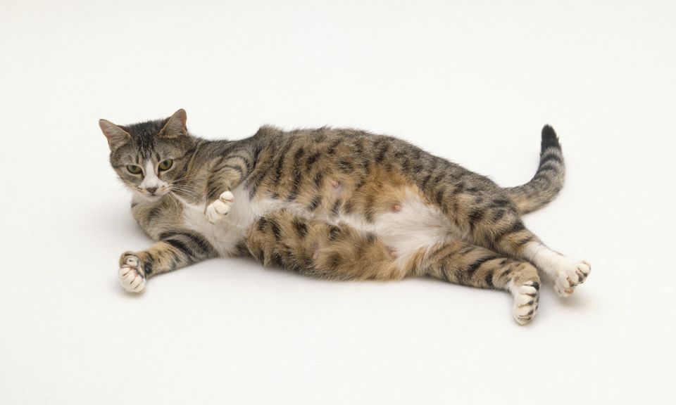 Pregnant tabby cat lying on side