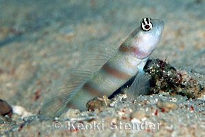 Steinitz Shrimp Goby