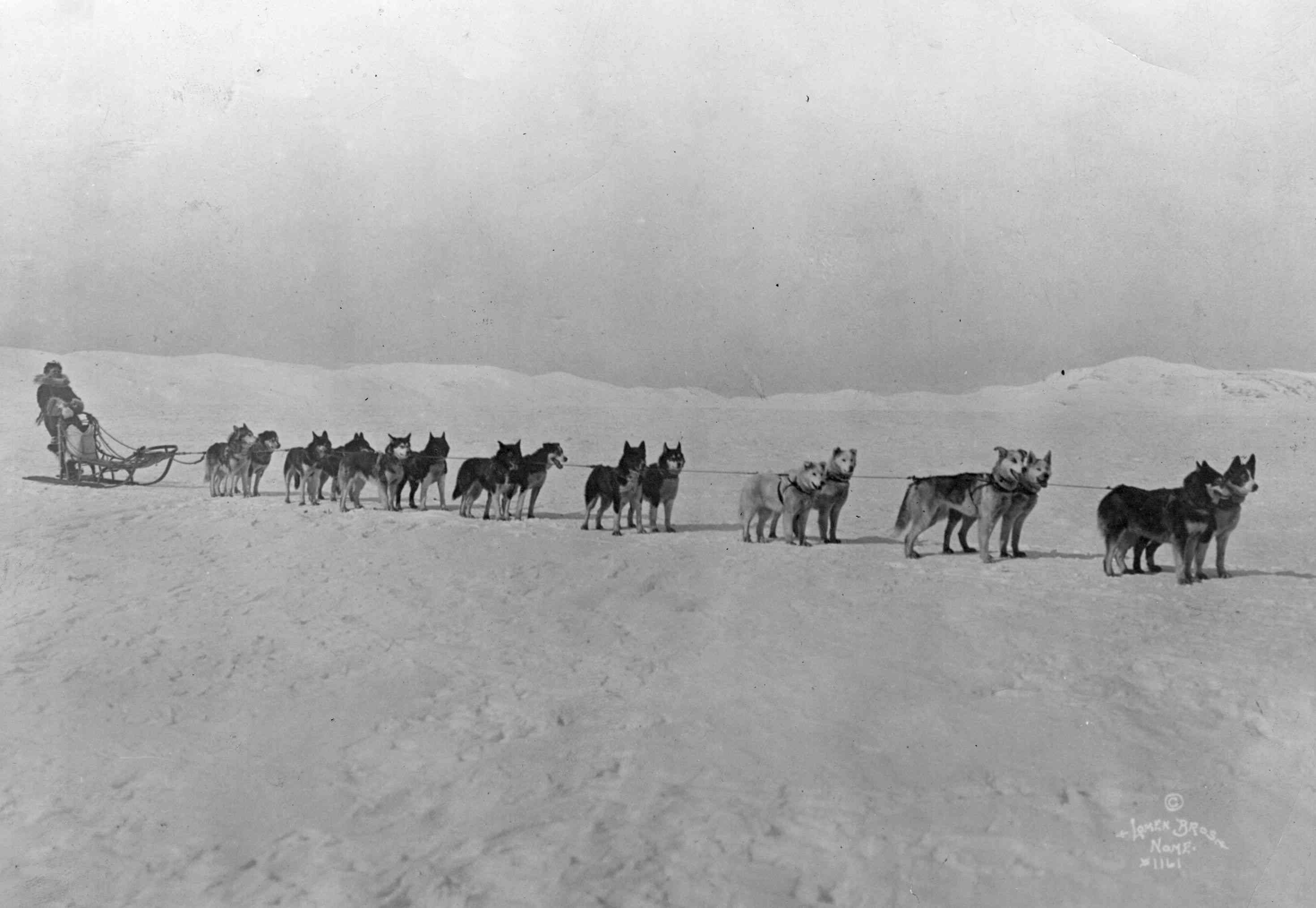 Leionhard Seppala and his Siberian racers, the Inuit sled dogs of the North West, in the first photograph of Amundsen's departure for the North Pole.