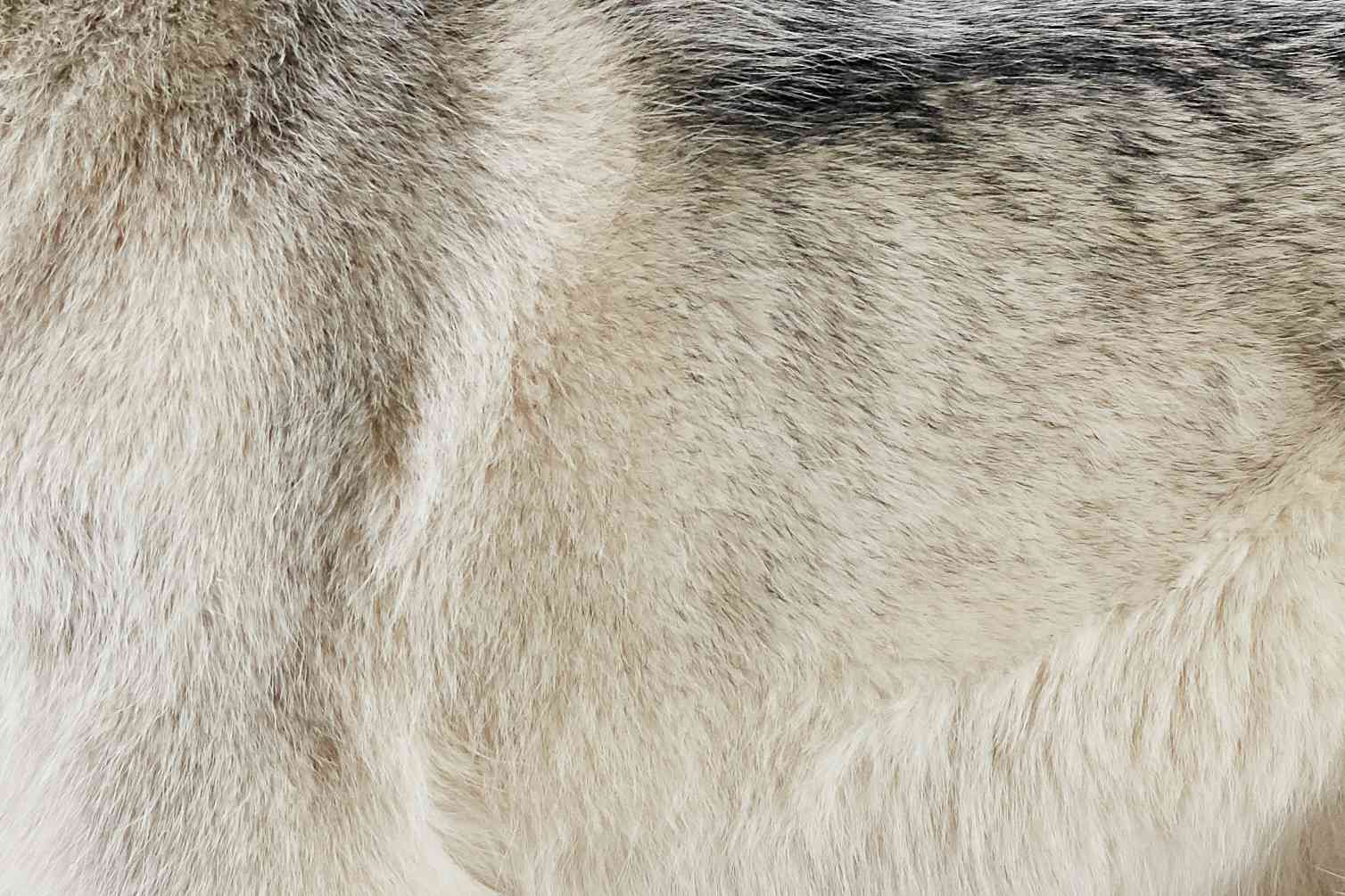 Closeup of a Siberian Husky's fur