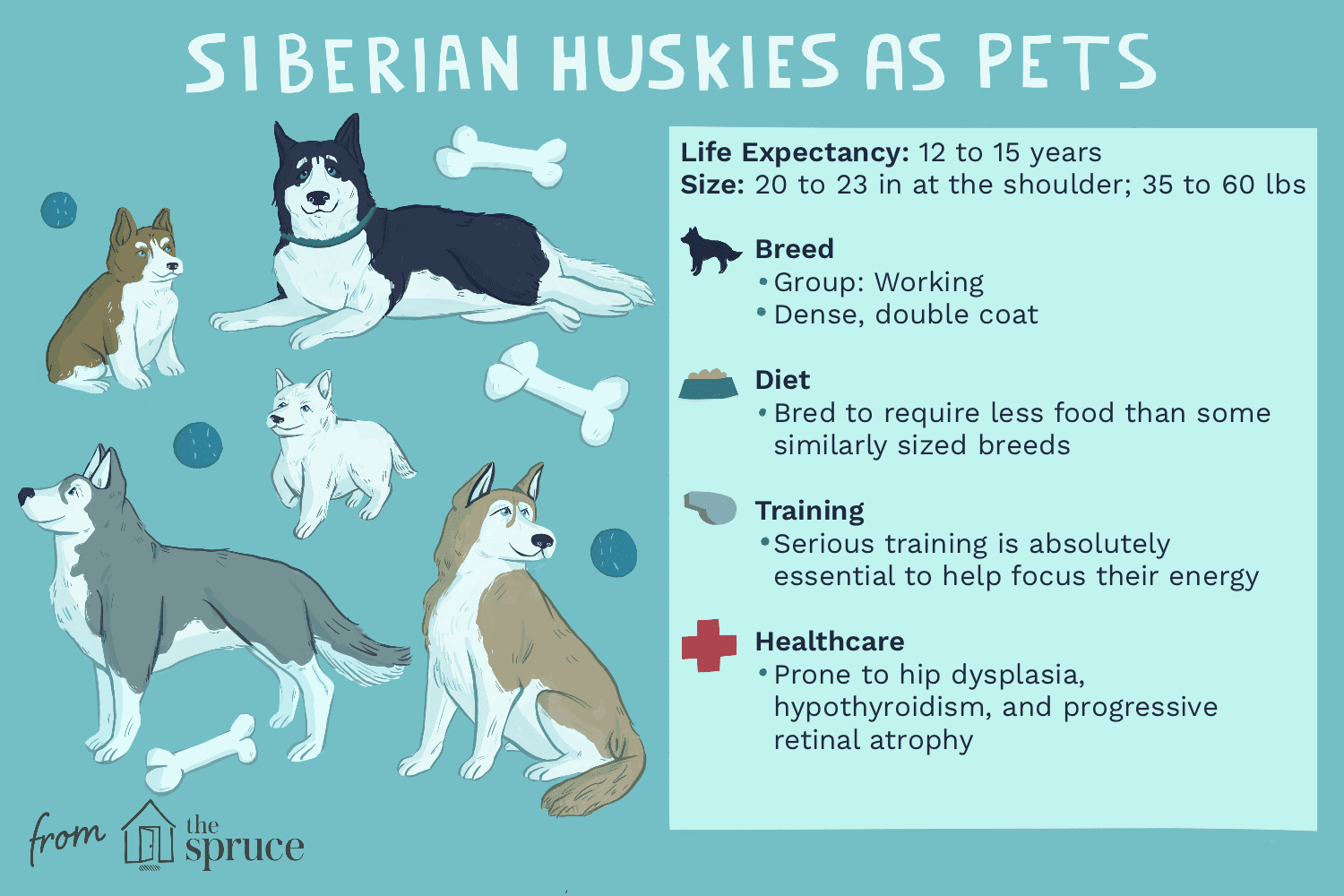 siberian huskies as pets illustration