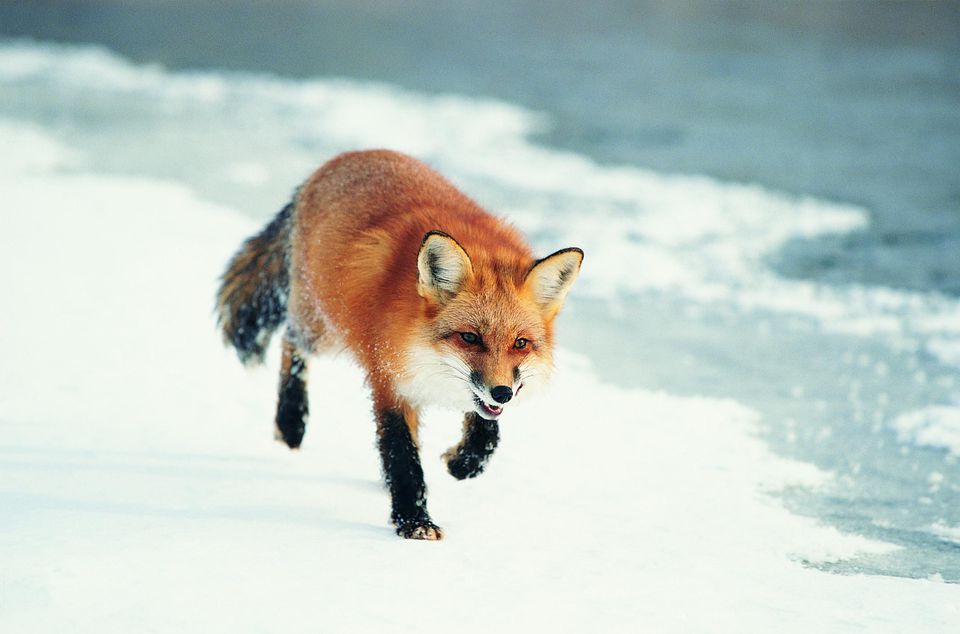 Red Fox Walking on the Snow